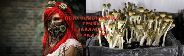 прущие грибы Абаза